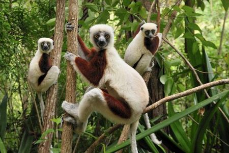 Coquerel's Sifaka (Propithecus coquereli) trio in trees, Ankarafantsika National Park, Madagascar