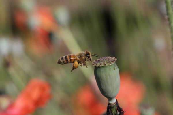 Honeybee searching for pollen thumbnail