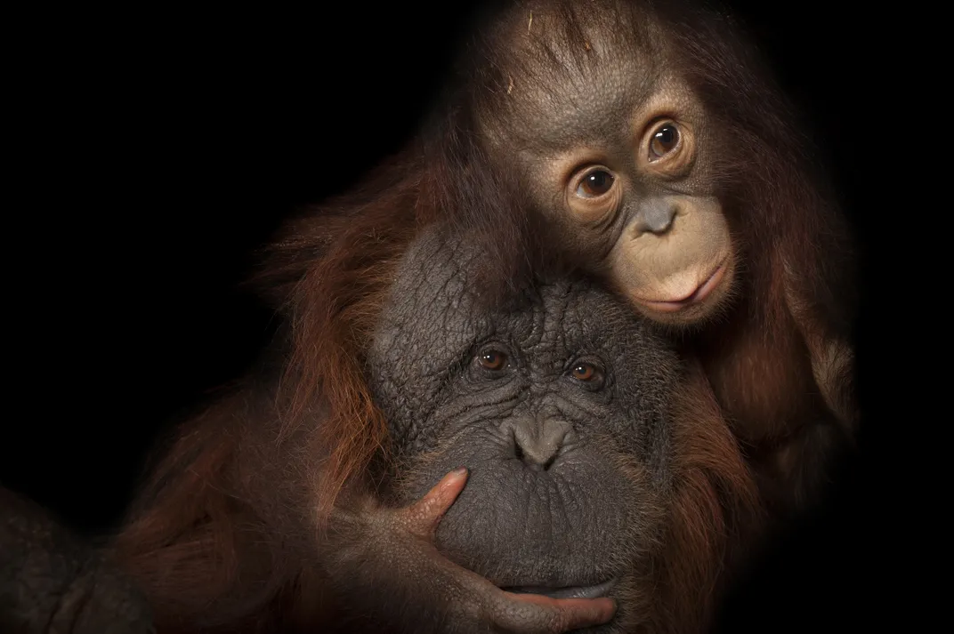an adult orangutan with a baby clinging to the upper side of its head