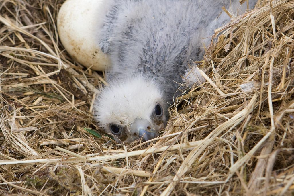 Baby Bald Eagles