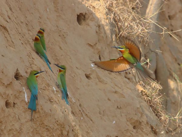 Blue-tailed bee-eater (Merops philippinus) arriving at there nests thumbnail