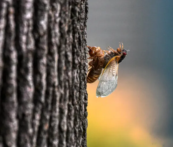 Cicada emrging from exoskeleton. thumbnail