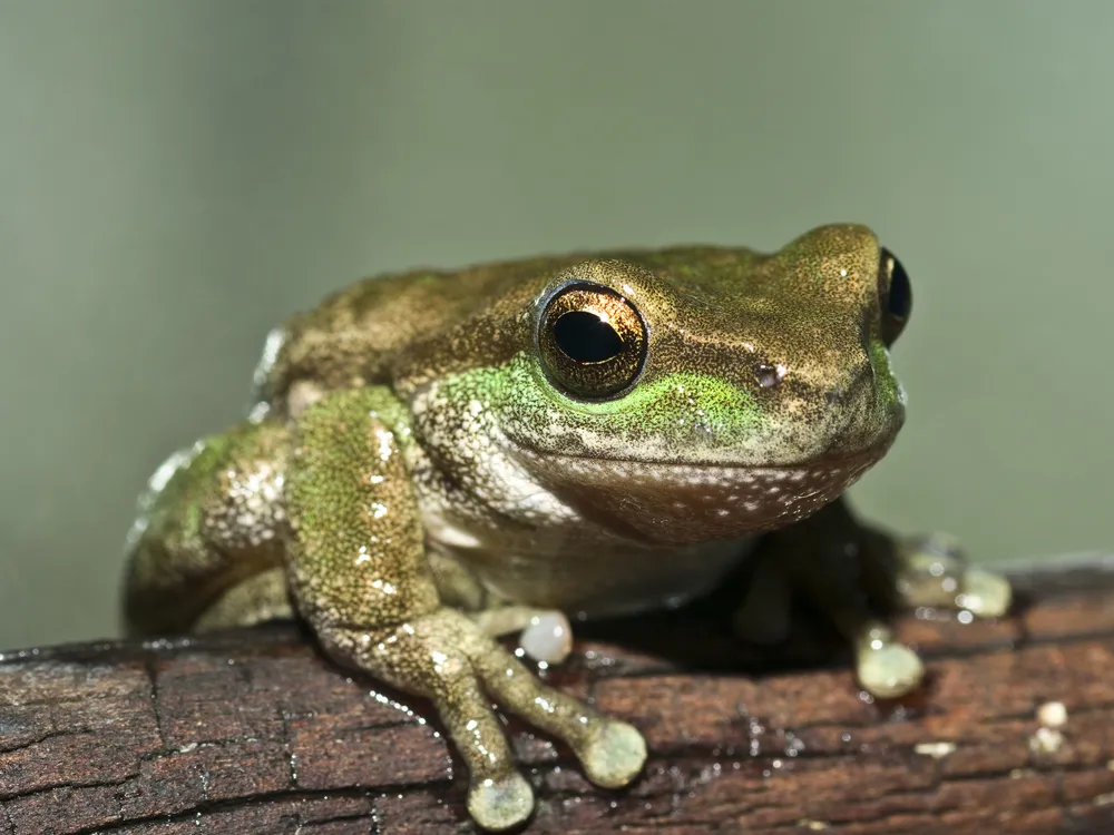Closeup images of a green tree frog