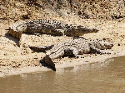 As one Nile crocodile rests, another perks up near a river in Tanzania.