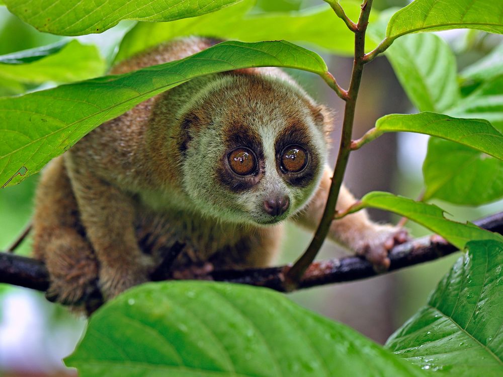 Slow loris