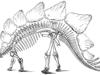 O.C. Marsh's conception of an eight-spiked Stegosaurus
