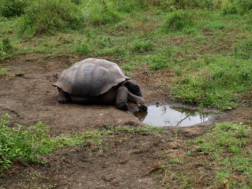 Giant tortoise