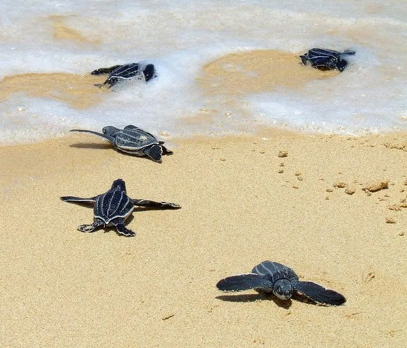 Leatherbacks_crawling_to_the_sea.jpg