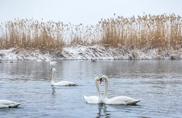 Love between Swans thumbnail