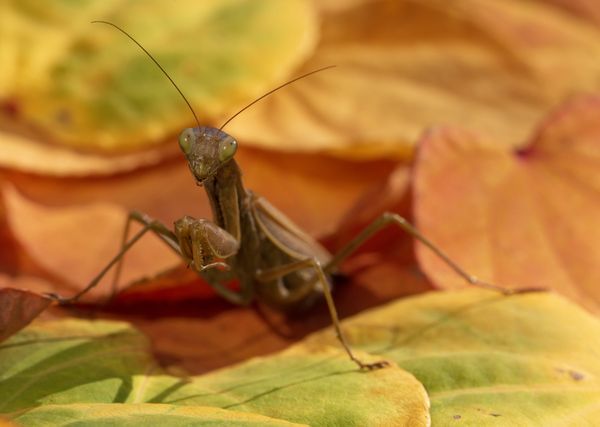 Praying Mantis on autumn katsura leaves thumbnail