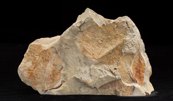 Fossil plants reveal information about the temperature and precipitation of past climates. Scientists use what they learn from fossil plants to inform their research on modern climate change (USNM PAL 606436, Smithsonian) 