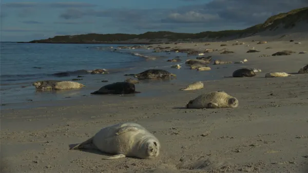 Preview thumbnail for The Grey Seal Pupping Season in Scotland Is Spectacular