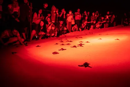 Tourists watch leatherback sea turtle hatchlings crawl toward the sea under the glow of less intrusive red lights. Artificial white lighting can attract the hatchlings away from the ocean, where predators may be lurking.
