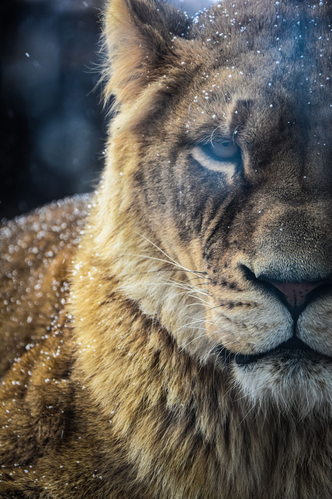 Lioness in the Snow | Smithsonian Photo Contest | Smithsonian Magazine