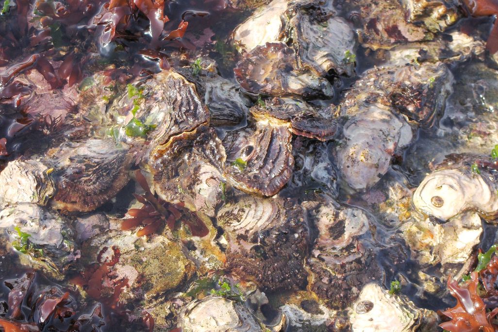 Oysters