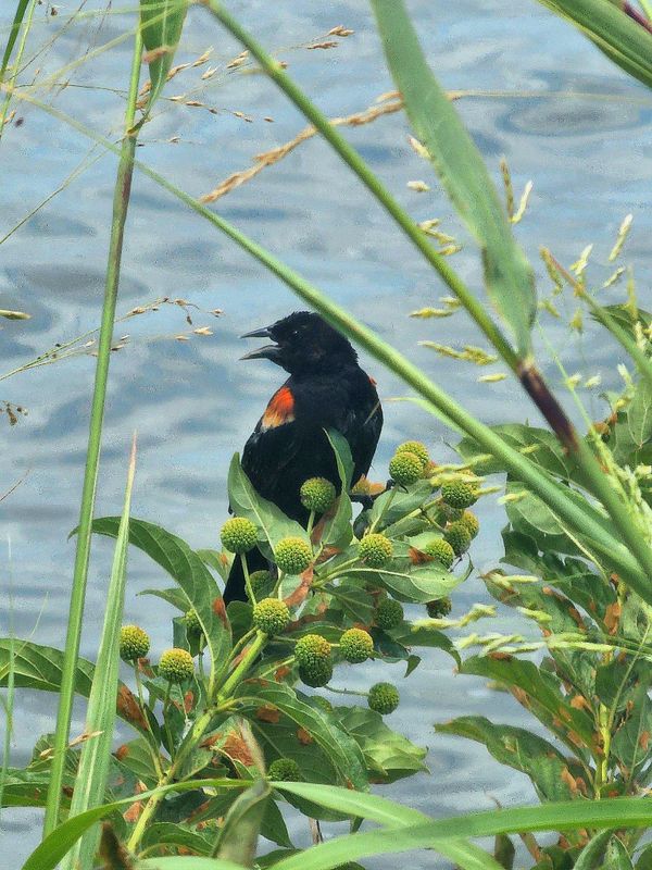 A Red Winged Black Bird perched on plant with Lake Overholser as the backdrop. thumbnail