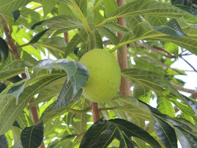 Breadfruit grows on trees.