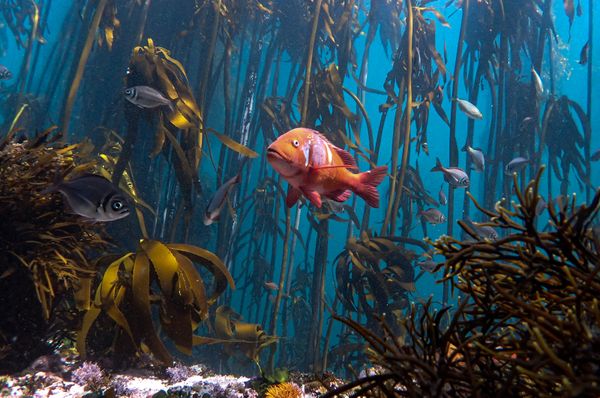 A Red Roman Seabream guarding the kelp forest in Cape Town thumbnail