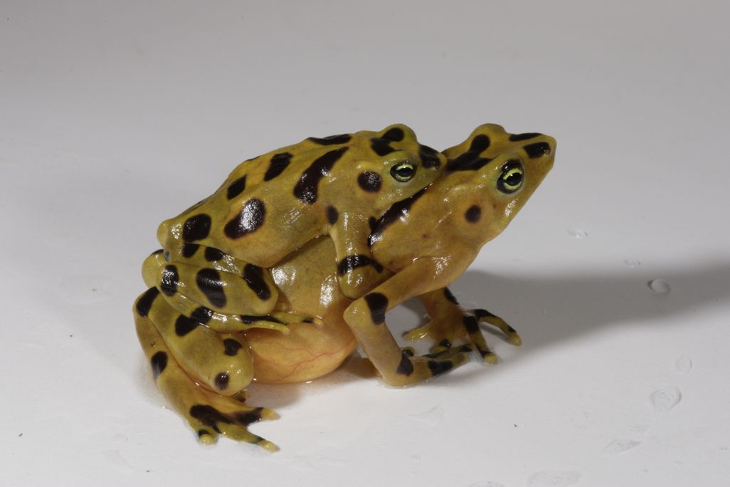 golden-frogs.jpg