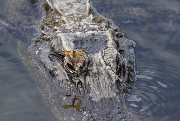 A dragonfly rests on an alligator's eyelid thumbnail