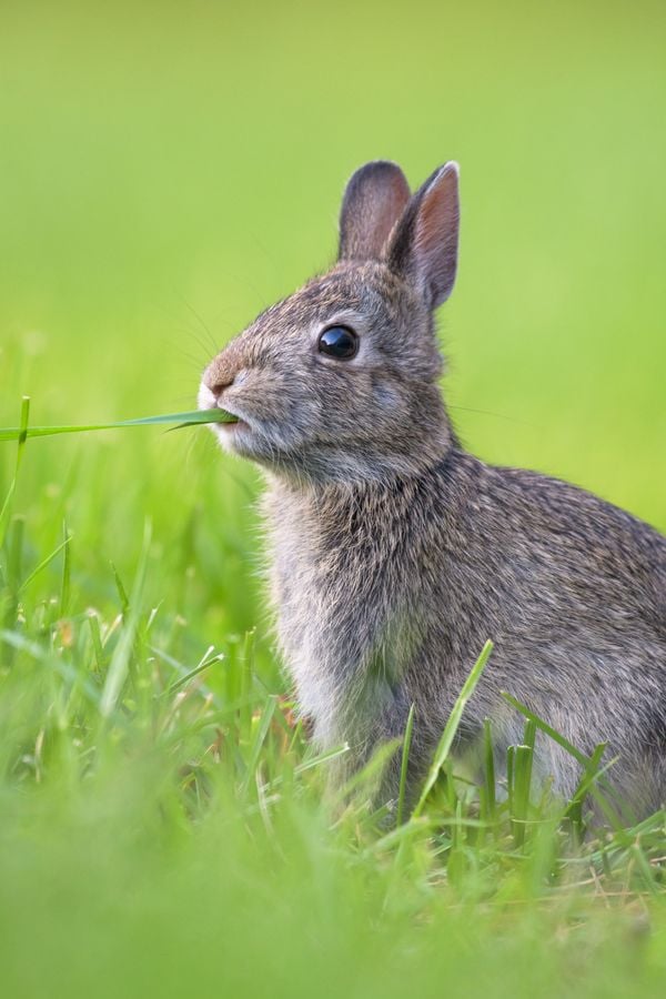 A cottontail rabbit snacking on some grass strands. thumbnail