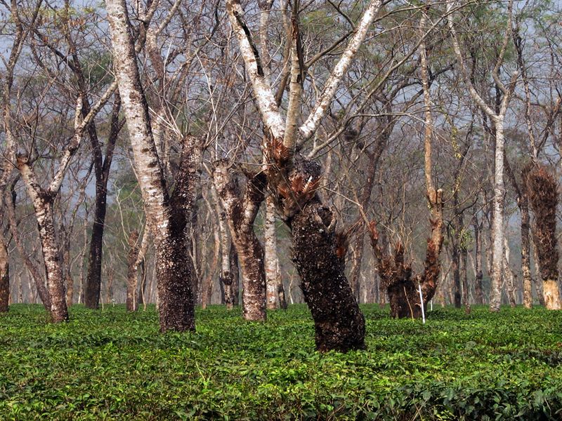 In the tea garden. I took this shot. Smithsonian Photo Contest