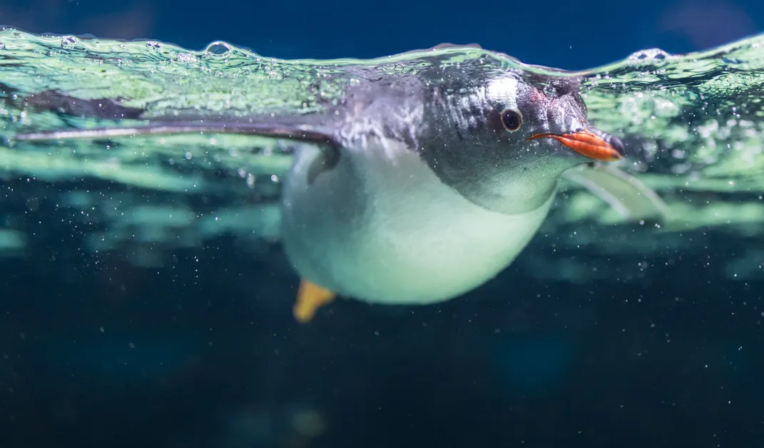 a penguin in the water