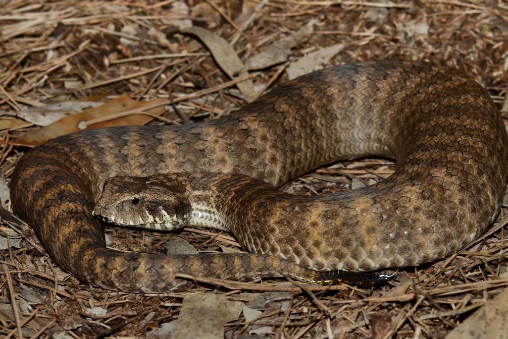 A brown snake