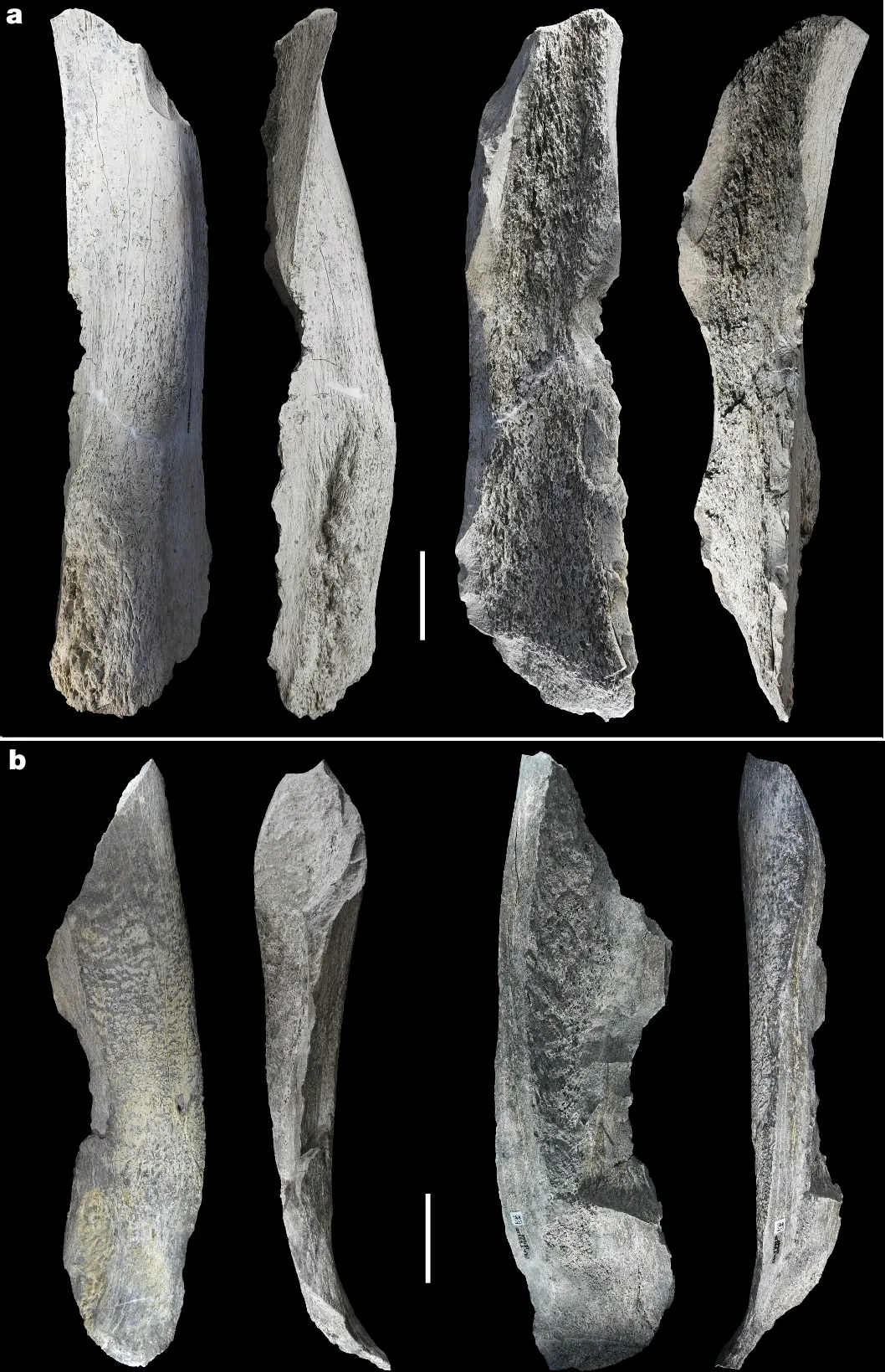 various views of bone tools