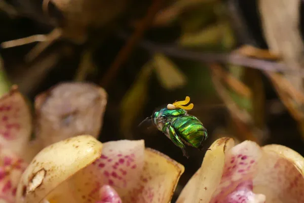 An orchid bee with pollinia on its back thumbnail