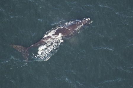 Magnet, one of the endangered North Atlantic right whales returning to their wintering grounds in Georgia and Florida.