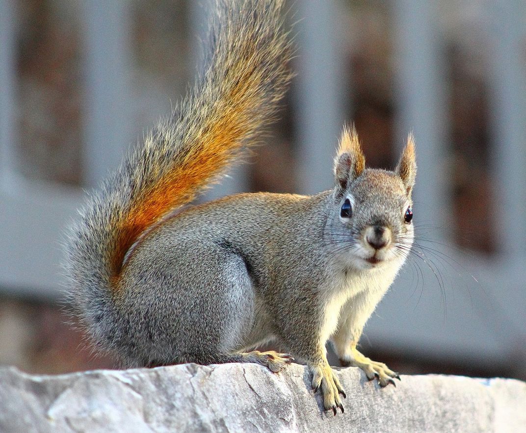 A red squirrel on 