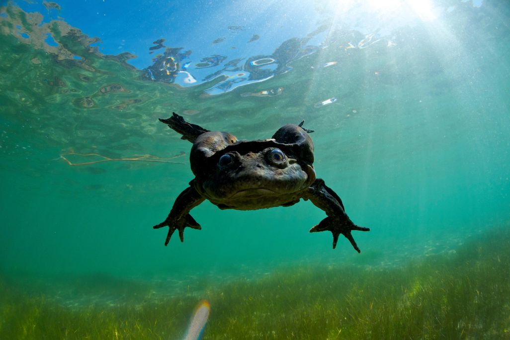 Scrotum Frog
