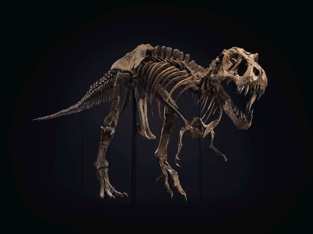 A brown T rex skeleton, posed with mouth open as though it's roaring and poised to attack, pictured against a black background