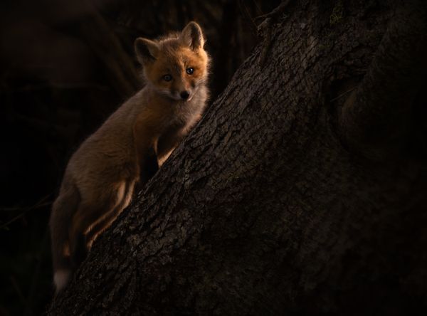 Curious Red Fox Kit thumbnail