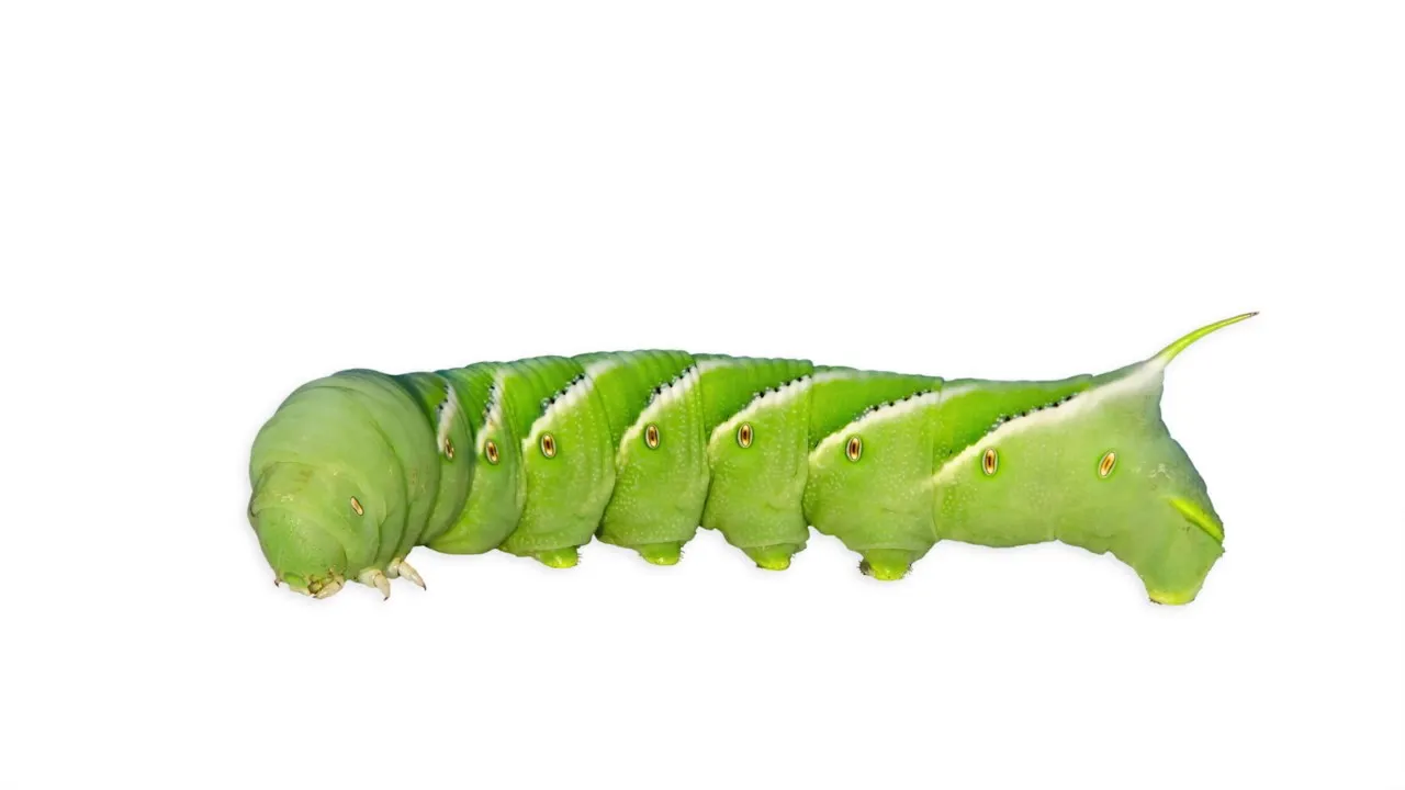 Preview thumbnail for SmartNews: Tobacco Hornworm