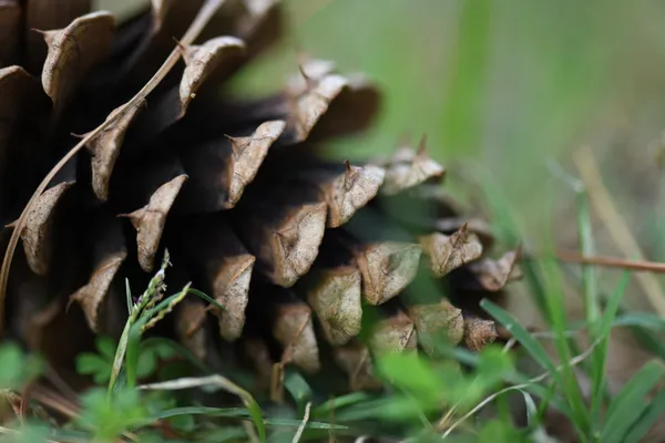 Large pinecone thumbnail