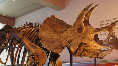 A Triceratops at the Natural History Museum of Los Angeles.