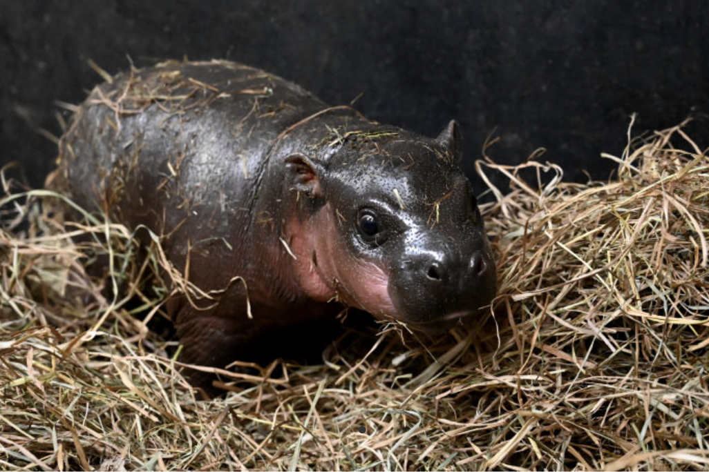 a baby pygmy hippo stands in hay