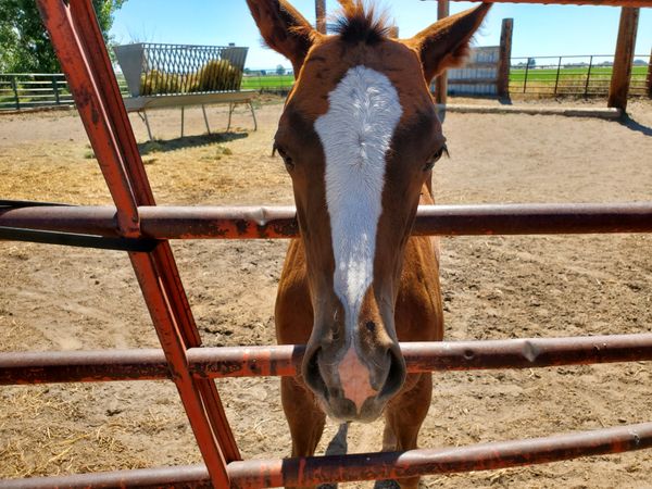 Why the Long Face? thumbnail