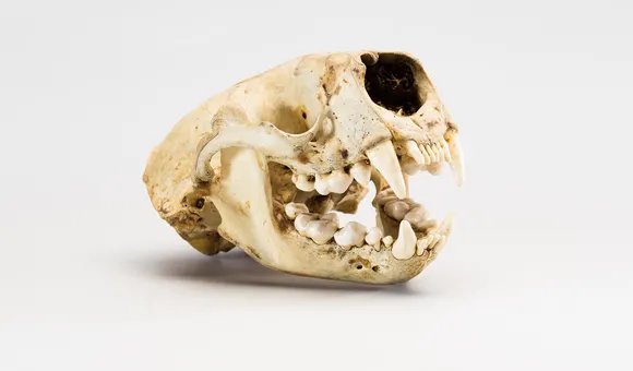 NMNH-2025-00703 (1).jpg