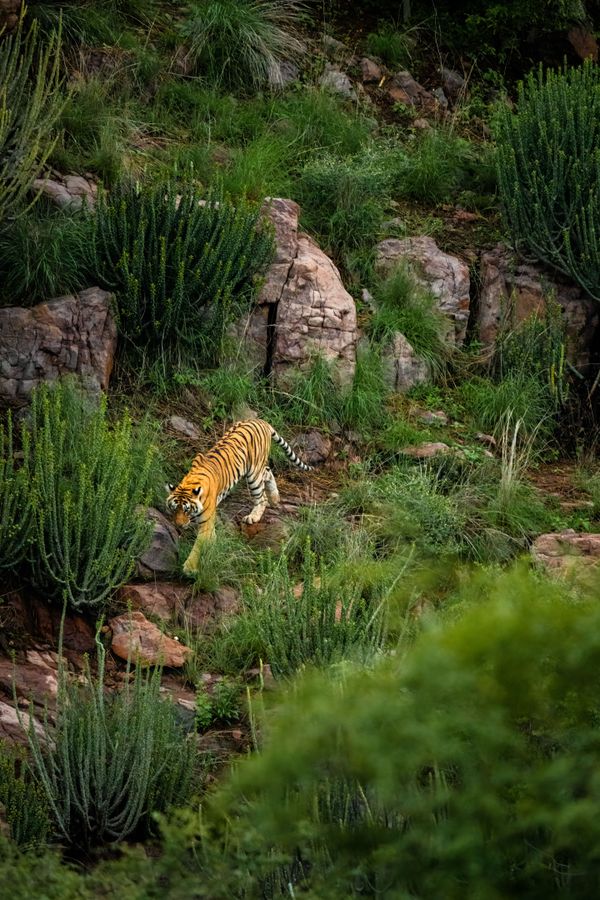 Tigress descending into a valley thumbnail