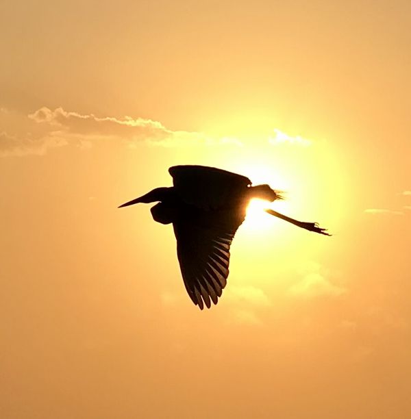 Symbiosis of the Bird and the Sun thumbnail