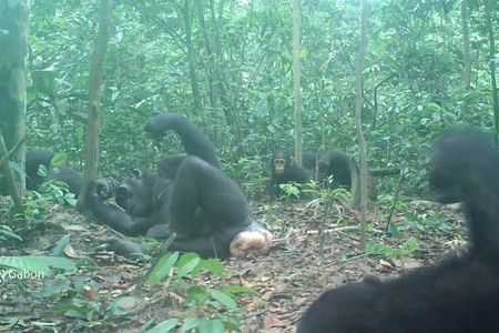 Wonga Wongue chimpanzees of Gabon usually lie down on their sides to termite fish.