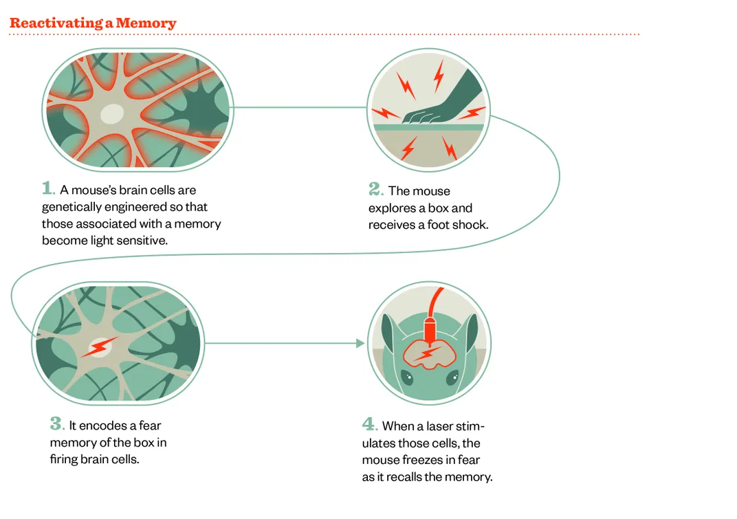 Meet the Two Scientists Who Implanted a False Memory Into a Mouse