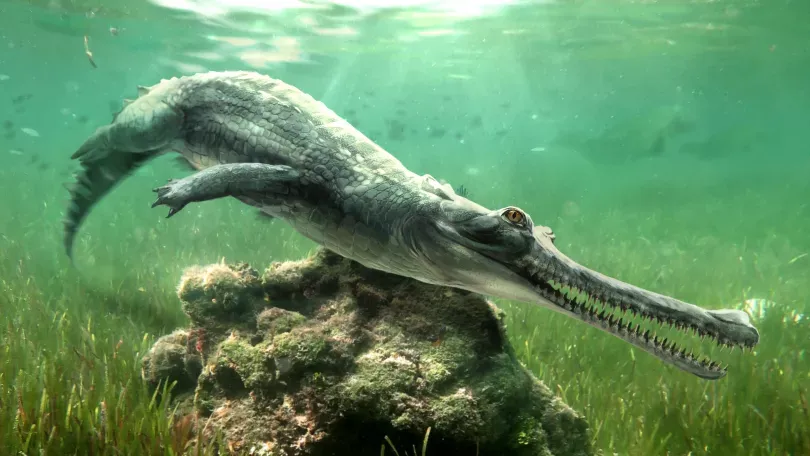 A Century Ago, an Extinct Crocodilian's Skull Was Found in the Rocks That Built the Sphinx. Turns Out, It Belonged to a New Species