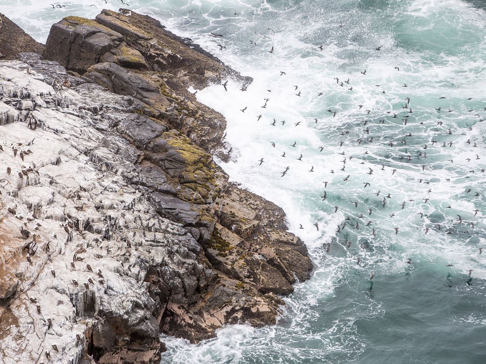 Guano Asia Island