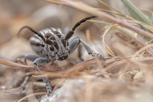 Dorcadion buresi thumbnail