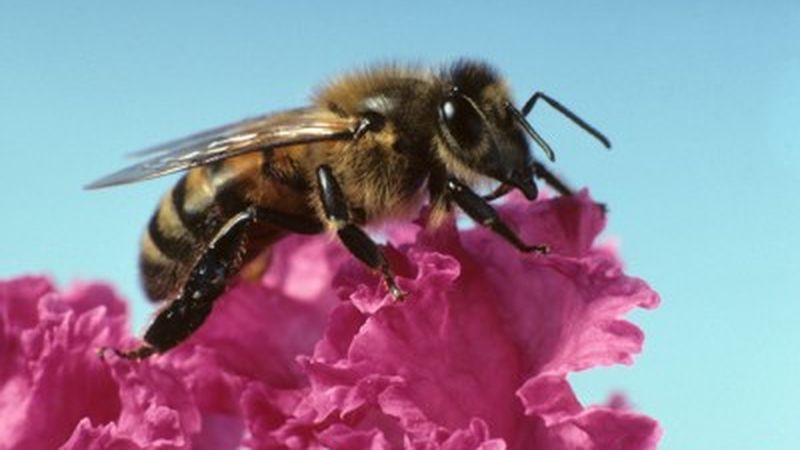 Honey Bees Are Struggling with Their Own Pandemic - Scientific