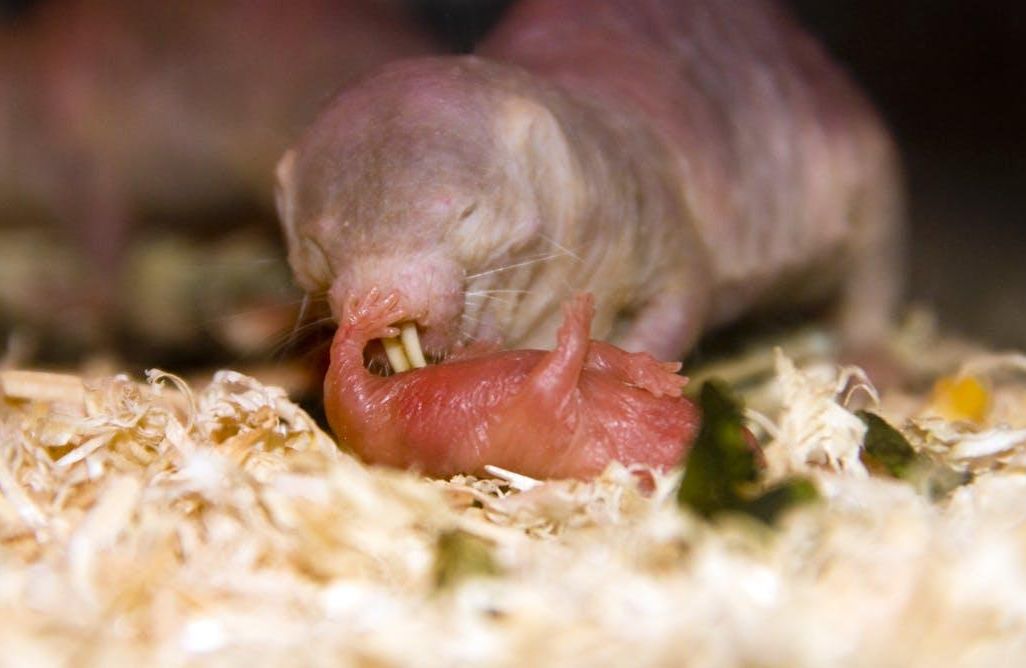 Naked Mole-Rat